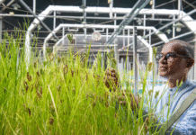 ICRISAT introduces speed breeding protocol for finger millet poised to shorten the crop’s growing cycle