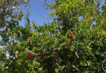 Investing In the Seeds of Change: The Future of Pomegranates in Morocco