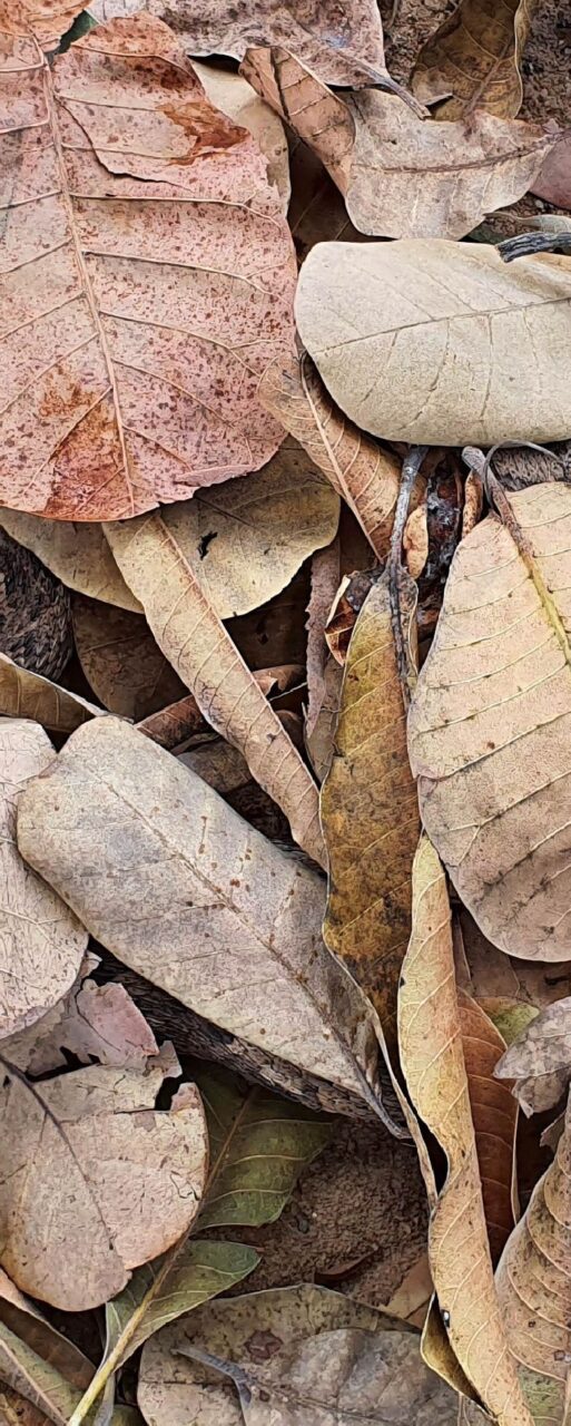 Puff Adders are known to sit in the same ambush spot for up to six weeks waiting for prey to wander too close