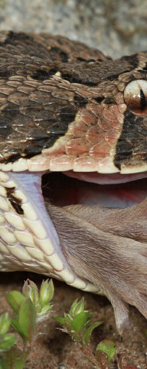 Puff Adders can eat 750% of their bodyweight in rodents each year. Photo Luke Kemp