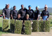 Bottling Hope: How Qobo Qobo Essential Oils is changing lives in Keiskammahoek