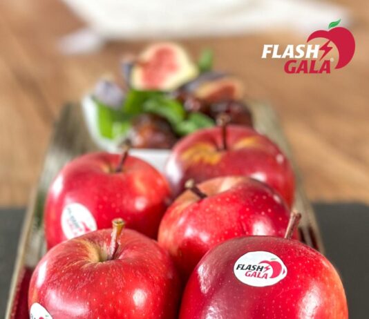 Record-breaking season for Flash Gala marks milestone for South African apple industry