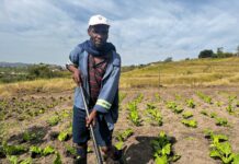 Thanda’s Agroecology Initiative Aims to Shift the Future for Young South Africans as Youth Unemployment Reaches Crisis Levels