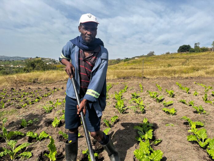 ThandaNPO-BuhlebukhonaFarm-Mzwandile-Cele (1)