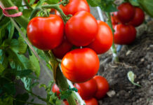 New tomato varieties from Bayer offer protection against resistance-breaking Tomato Brown Rugose Fruit Virus (ToBRFV)
