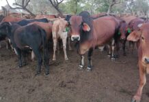 Saai deeply concerned about livestock disease outbreaks
