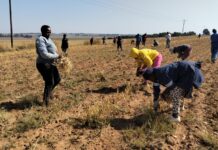 Tiger Brands Keen to Support Local Small White Beans Growers to Cut Imports for Koo Baked Beans