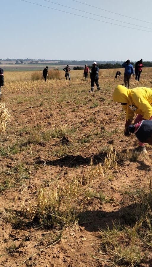 White Bean harvesting process