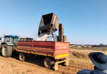 From Soil to KOO Baked Beans: The Journey of Small White Beans Taking South African Market by Storm