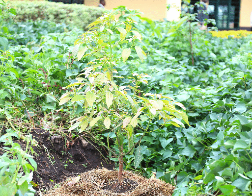 avocado plant