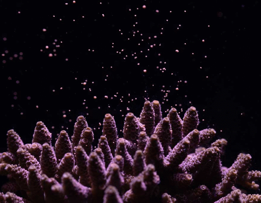 coral breeding