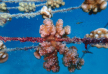 Seychelles Launches First-Ever Coral Reef Restoration Project Using Innovative Breeding Technology