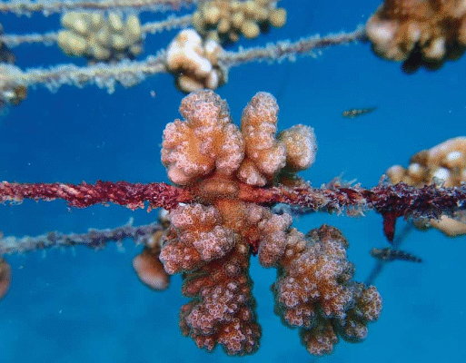 coral reef