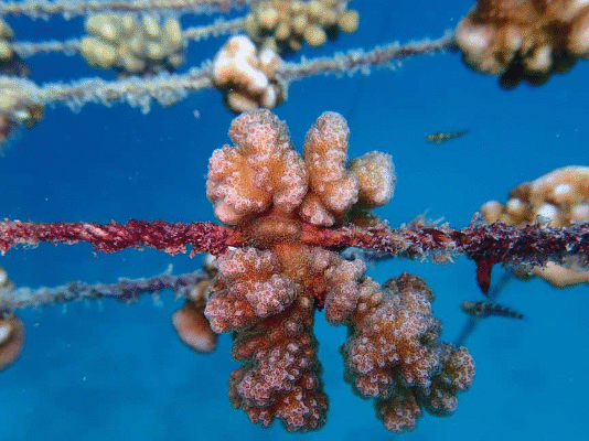 Marine heatwaves destroy at least 9.5% of world’s coral reefs – GCRMN report