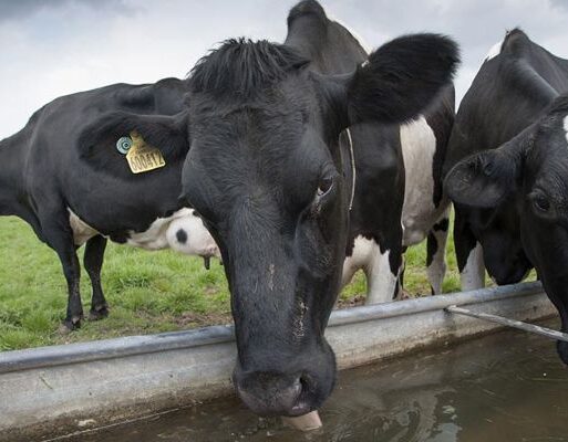 dairy-cow-drinking-water (002)