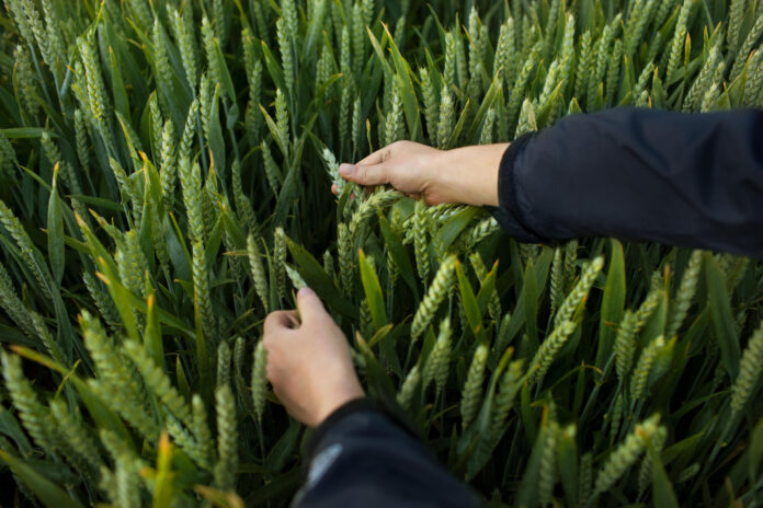 Bayer submits registration applications for novel herbicide in four major markets. First regulatory milestone in the EU has followed applications in Brazil, US, and Canada over recent months.
