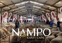 Heritage, Wool and Excellence: A Gathering of Merino Breeders at NAMPO Cape 2025