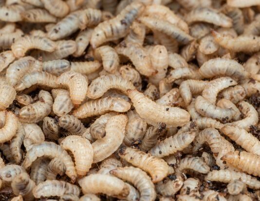 MYGroup enters joint venture with Beta Bugs to secure supply of Black Soldier Fly eggs