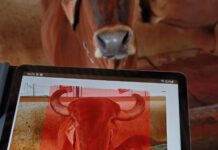 How Facial Recognition for Cows Is Unlocking Credit for Rural African Women