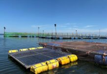 New research supports better disease management in Lake Victoria’s cage fish industry