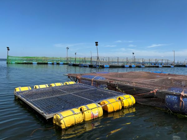 Metal-frame, floating cage that is used to farm Nile tilapia in Busia County, Lake Victoria. Photo credit: Eric Teplitz