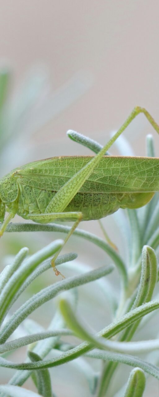 Inswabanda