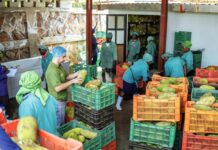 Investing in rural economies can alleviate impact of high food prices on the world’s poorest people