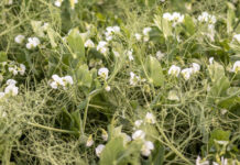 High-value crops of the future: Why native legumes are more than niche crops