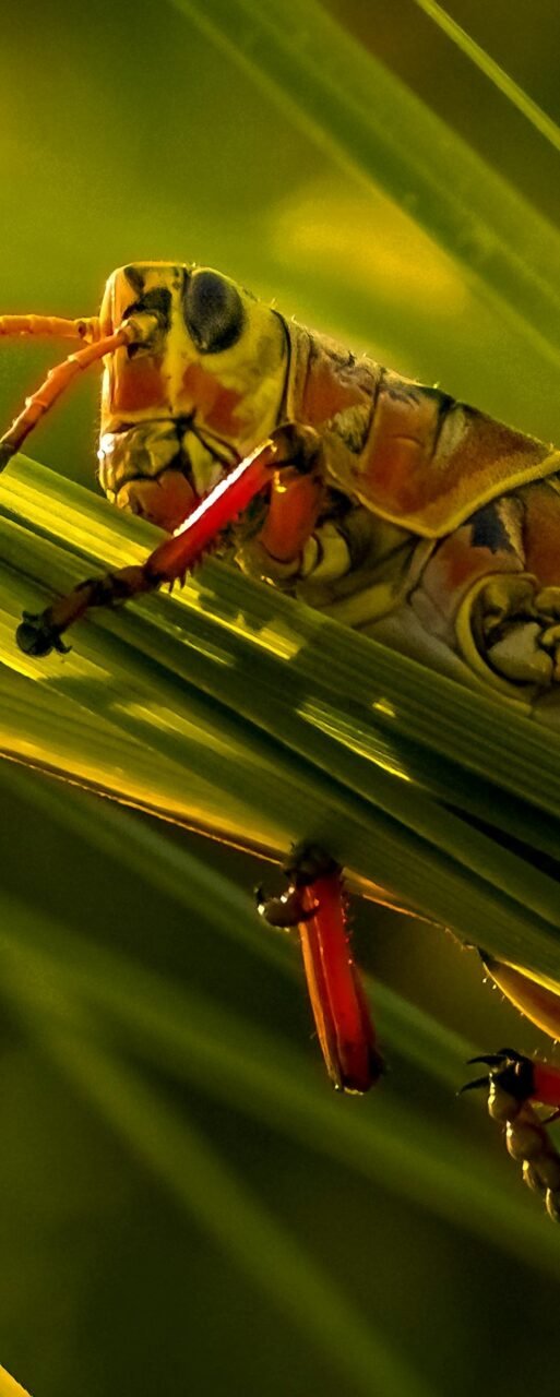 Locusts