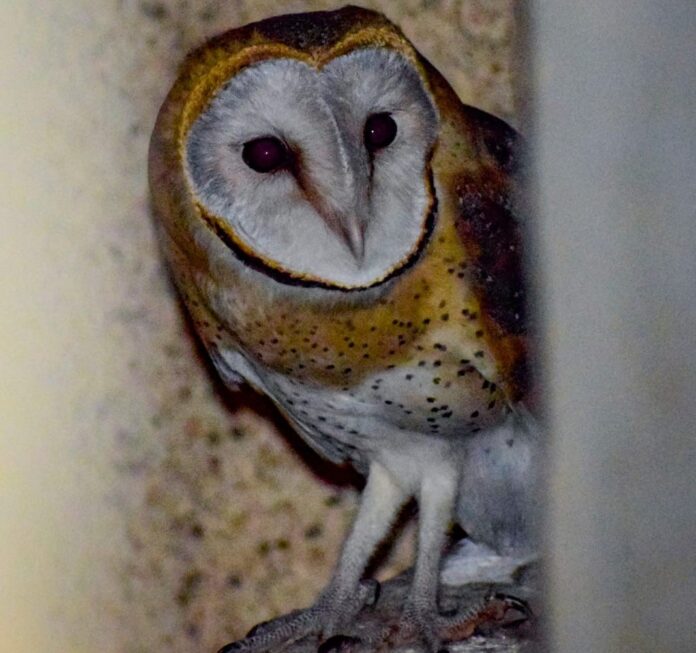 Owl