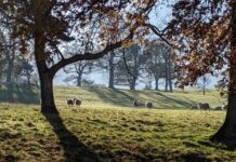 Achieving organic growth depends of positive policy