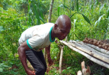 How Ivory Coast Yam Farmer Doubles Yields with New Varieties and Climate-Smart Farming Practices