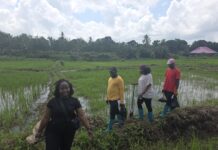 Soil Health Hub Employs Data Science to Boost Food Productivity in West Africa and Sahel