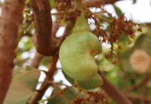How Cashew Project is Promoting Sustainable Agribusinesses Among Burkina Faso Women and Youth Farmers