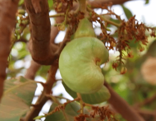 image-600×400 (69)