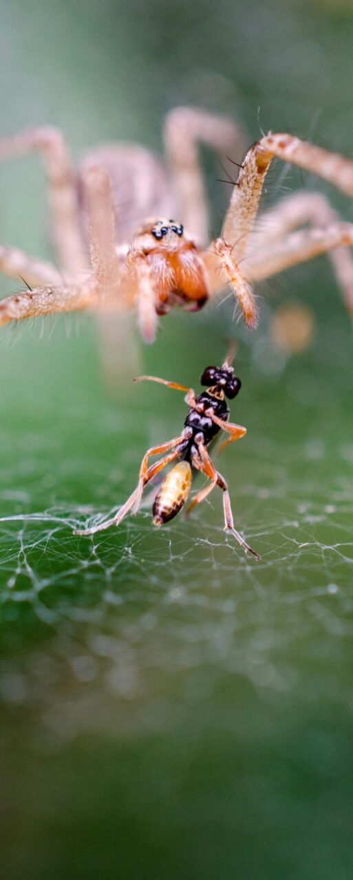 insects 2