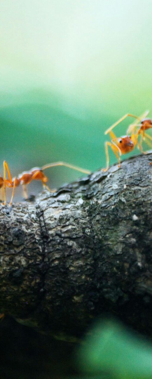 insects