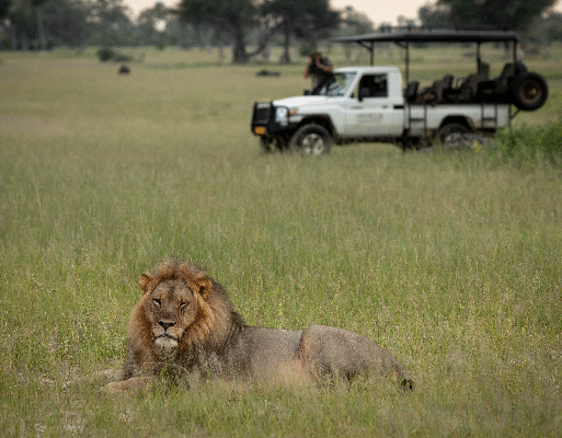 lion