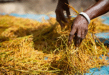West Africa Farmers to Benefit $9.44m ADF Grant for Climate-Resilient Rice Value Chains