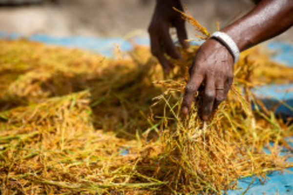 rice value chains in West Africa