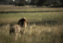 Communities Favour Wildlife Friendly Conservation over Trophy Hunting in South Africa – New Study