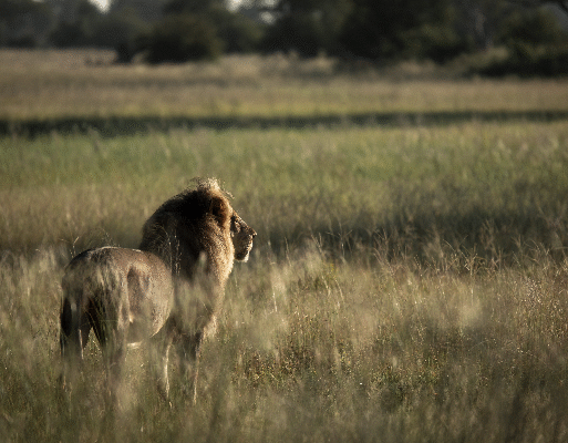 wildlife conservation