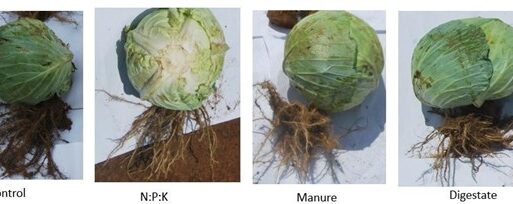 Cabbage head size