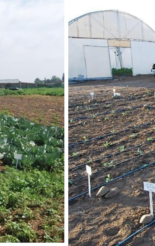 Cabbage trial