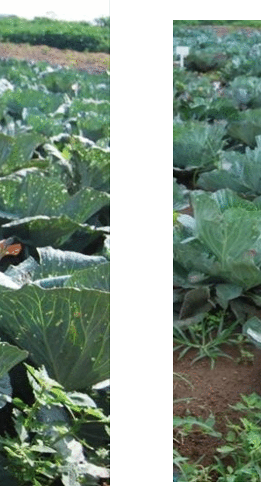Digestate