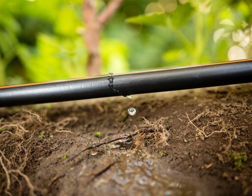 Drip in field (32) (002)