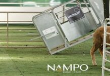 Working Dogs in the Spotlight at NAMPO Cape 2025