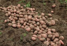 Empowering African Plant Protection Agencies to Combat Devastating Potato Pest