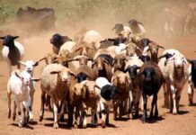 Pirbright and GALVmed partner to develop safer Rift Valley fever vaccine