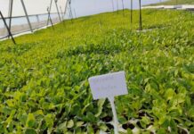 Op-Ed: Seriti’s Nursery Establishment Initiative is a Tool to Combat Poverty and Strengthen the Local Food System in Marginalised Communities